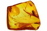Detailed Fossil Beetle (Coleoptera) With Spider Thread In Baltic Amber #109441-4